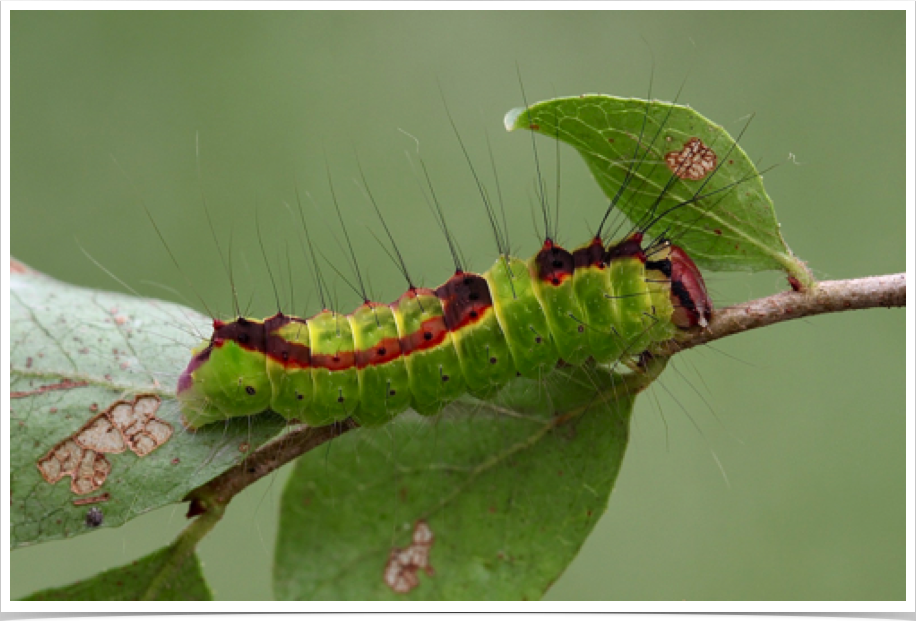 Acronicta tritona
Triton Dagger
Bibb County, Alabama